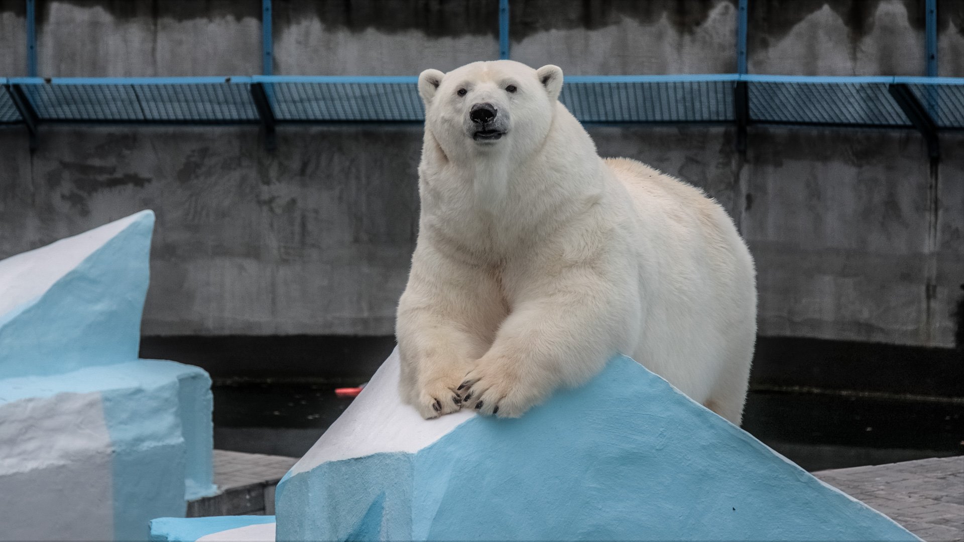 Зоопарк новосибирск белые медведи. Новосибирский зоопарк медвежата 2023. Новосибирский зоопарк белые медведи. Белый медведь в зоопарке Санкт-Петербурга. Новосибирский зоопарк белые медвежата 2023.