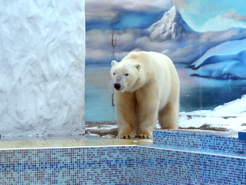 Мишки салехард. Пенза зоопарк белый медведь. Белый медведь в Пензенском зоопарке. Полярный медведь в зоопарке в Пензе. День белого медведя в зоопарка.